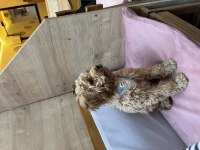 Eğitimli toy poodle