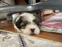 2.5 aylık yorkshire terrier mila