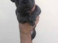 3 blue erkek blue French bulldog