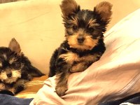 18 ekim doğumlu teacup Yorkshire terrier