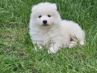 KARTOPU Samoyedler için SON FIRSAT