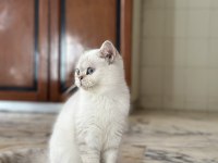 Show kalite british shorthair yavrular