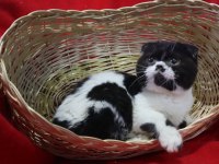Dişi Marjinal Renk Scottish Fold Çok güzel yüz hatları