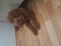 Poodle erkek köpeğimizi çiftleştirme