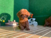 Toy Poodle Bebekler Referans Yavrular