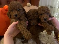 Toy ve teacup poodle teslime hazır yavrular