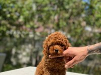 Tatlı Poodle Yavrular
