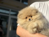 BURSA POMERANİAN TEDDY BEAR ( BOO)