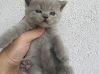 British shorthair Kedisi