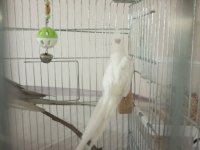 ERKEK YADA DİŞİ EŞE UYGUN 3 SULTAN PAPAĞANI