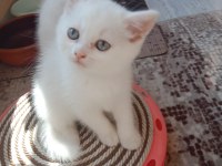 Birbirinden tatlış british shorthair bebekler