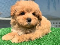 F2 MALTİPOO YAVRULARI