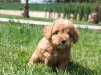 Tea Cup Maltipoo Yavrulari Sizleri Bekliyor