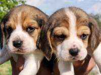 Mini boy elizabeth beagle bebekler