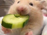 Her Bütçeye Uygun Hamster Setleri Aynı Gün Adrese Teslim