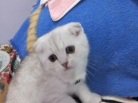 Safkan Scottish Fold ve Straight yavrular Catteryden