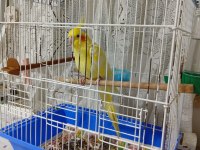 Yavru sultan papağanı eğitime açıktır