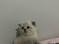 Kısa bacaklı Scottish Fold bebeğimiz