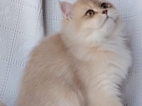 Show Kalite Erkek British Longhair
