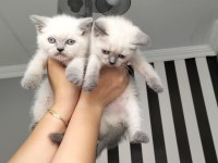Blue point dişi british shorthair yavrularım teslime hazır