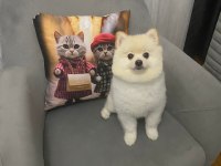 Pomeranian tilki surat köpeğimiz