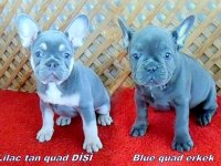 Sevimli mavi gözlü french bulldog yavrularımız izmir de