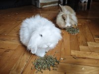 SAFKAN HOLLANDA TEDDY LOP TAVŞANI ÜCRETSİZ