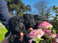 Toy poodle yavrular