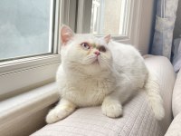 ERKEK BRİTİSH SHORTHAİR KEDİMİZ