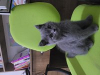 British shorthair 3 aylık erkek dişi yavru