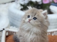 Muhteşem British Longhair Ve British Shorthair Yavrular