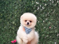 A kalite 1. sınıf pomeranian boo teddy bear
