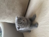Gri Scottish Fold