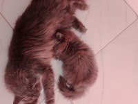 MAYA 70 GÜNLÜK SAFKAN ORJİNAL UZUN TÜY KEDİMİZ