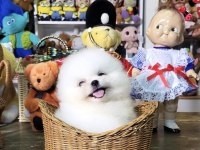 Ayicik Surat Boo Pomeranian Yavrularımız