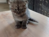 Tatlı yavru scottish fold