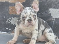 French bulldog 2 aylık köpeğimiz