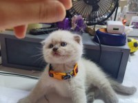 50 Günlük Bebek Yavru Scottish Fold