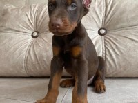 Kızıl doberman bebekler