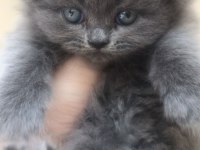 British Longhair DİŞİ SAFKAN