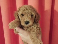Orjinal toy poodle yavrularımız yeni yuvalarını arıyor