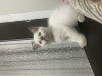 2 aylık Orijinal British Shorthair Erkek