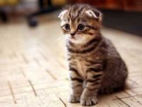 Scottish fold kırık kulak