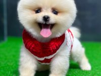 Pomeranian boo
