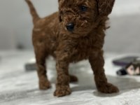 Toy poodle anne altında yavrularımz