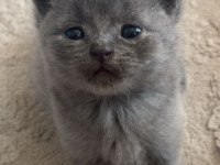 Russian Blue kidi oyuncu