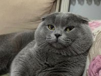Ücretsiz Sahiplendirme 2 Yaşında Scottish Fold