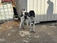 Ala 8 aylık erkek dev rus köpeğimiz