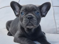 Blue Eyes French Bulldog Yavruları