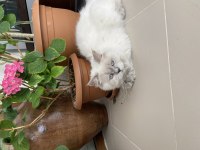 Yakışıklı erkek british longhair